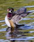 USA, Washington State, Sammamish. Yellow Lake Male Wood Duck. Flapping wings Art Print